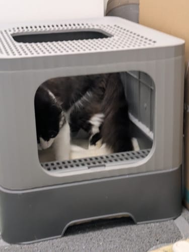 Customer photo review of 1 Month Supply – 1 Cat