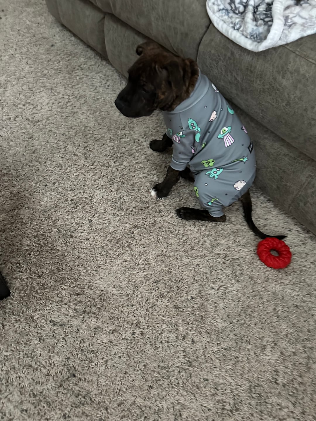 Customer photo review of Dog Pajama - Alien