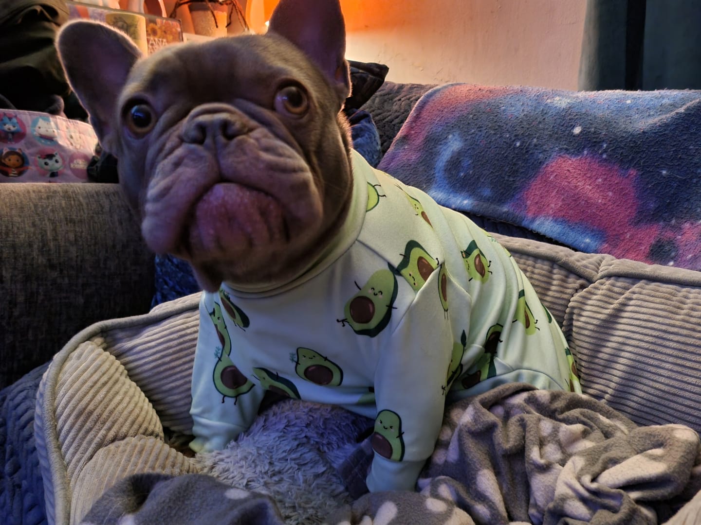 Customer photo review of Dog Pajama - Avocado