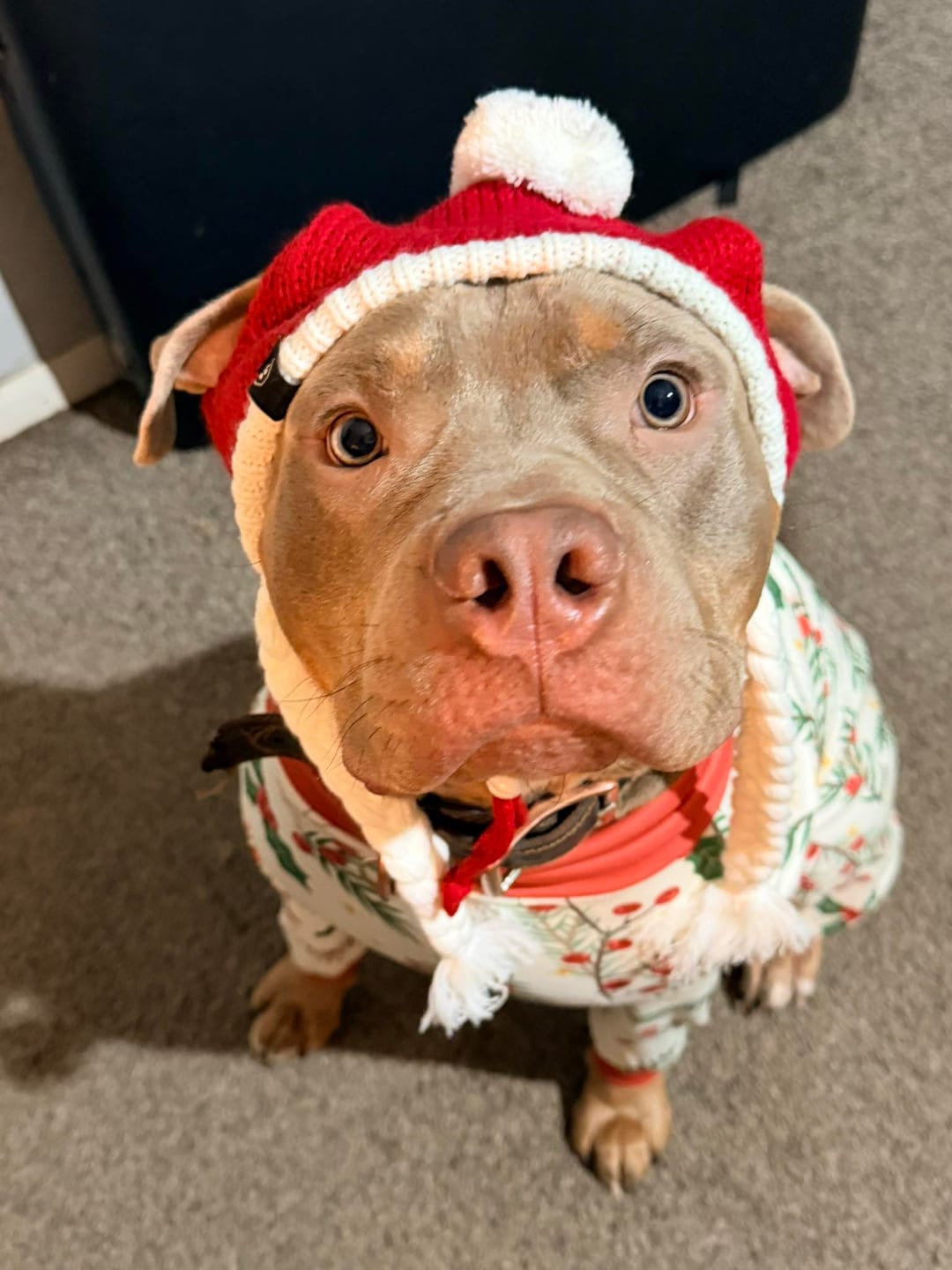Customer photo review of Knit Pom Pom Dog Beanie Hat - Santa