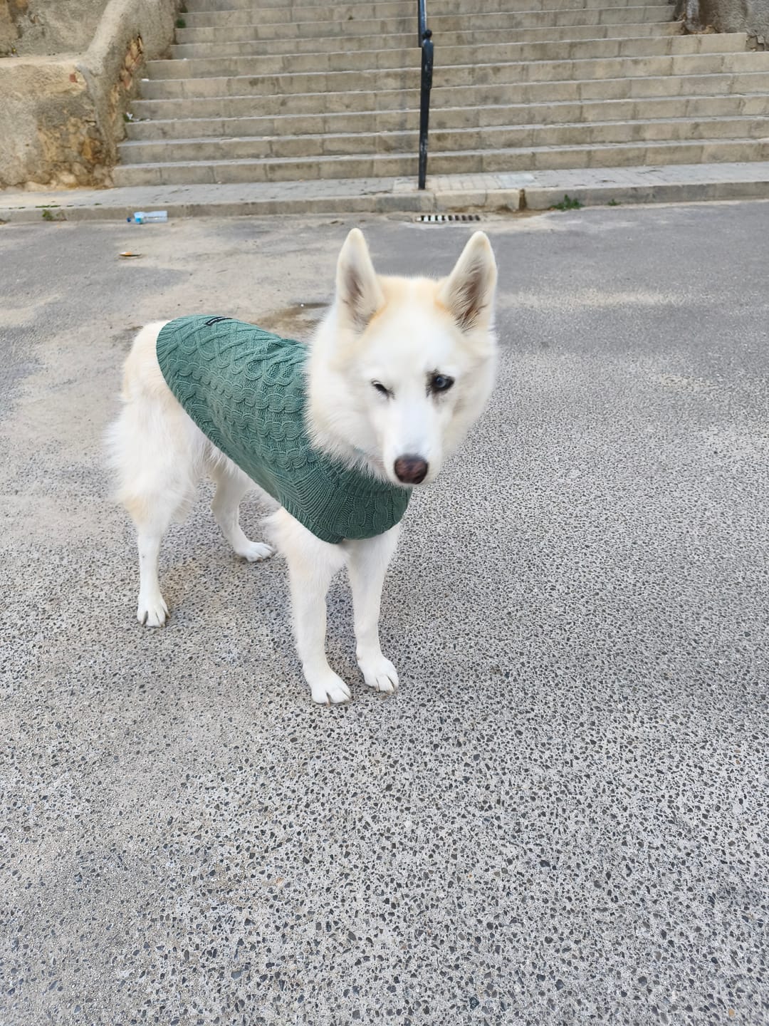 Customer photo review of Anxiety Calming Dog Earmuff Protector - Grey