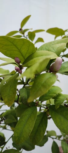 Customer photo review of FERTIBONO Abono Cítricos Premium para Limonero y Naranjos, 20-5-11, (7Kg), con Hierro, Calcio, Azufre, Magnesio, y Manganeso - Corrector de Carencias Múltiples