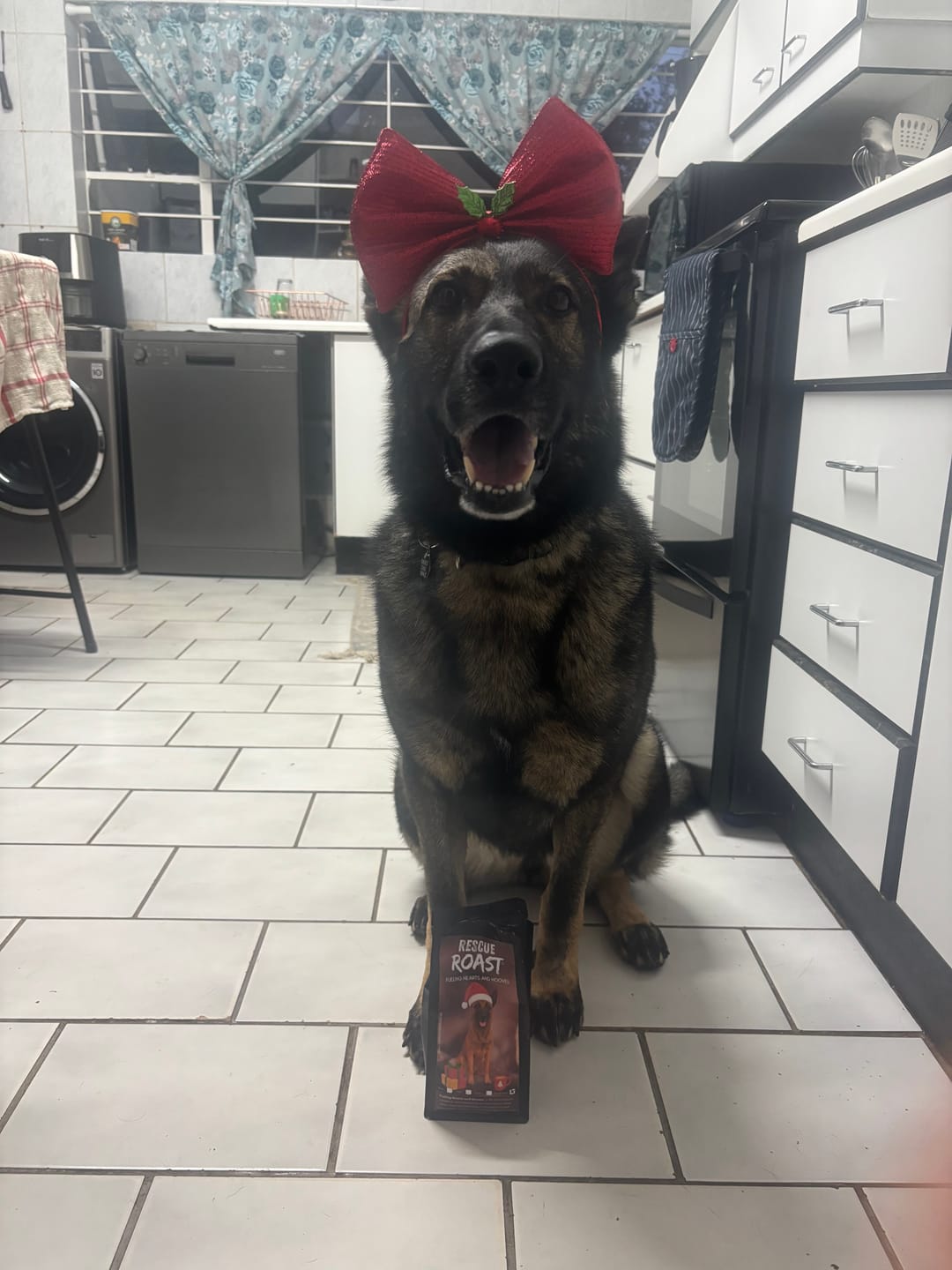 Customer photo review of Belgian Malinois - Christmas Edition (B)