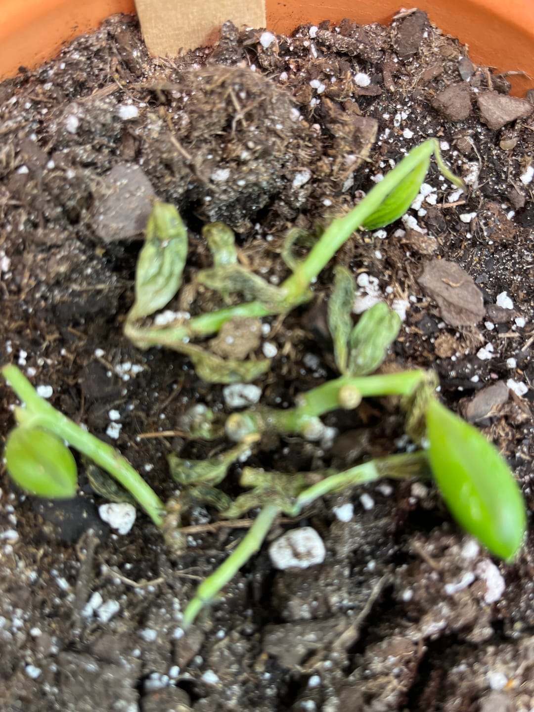 Customer photo review of String of Watermelon – Senecio herreianus