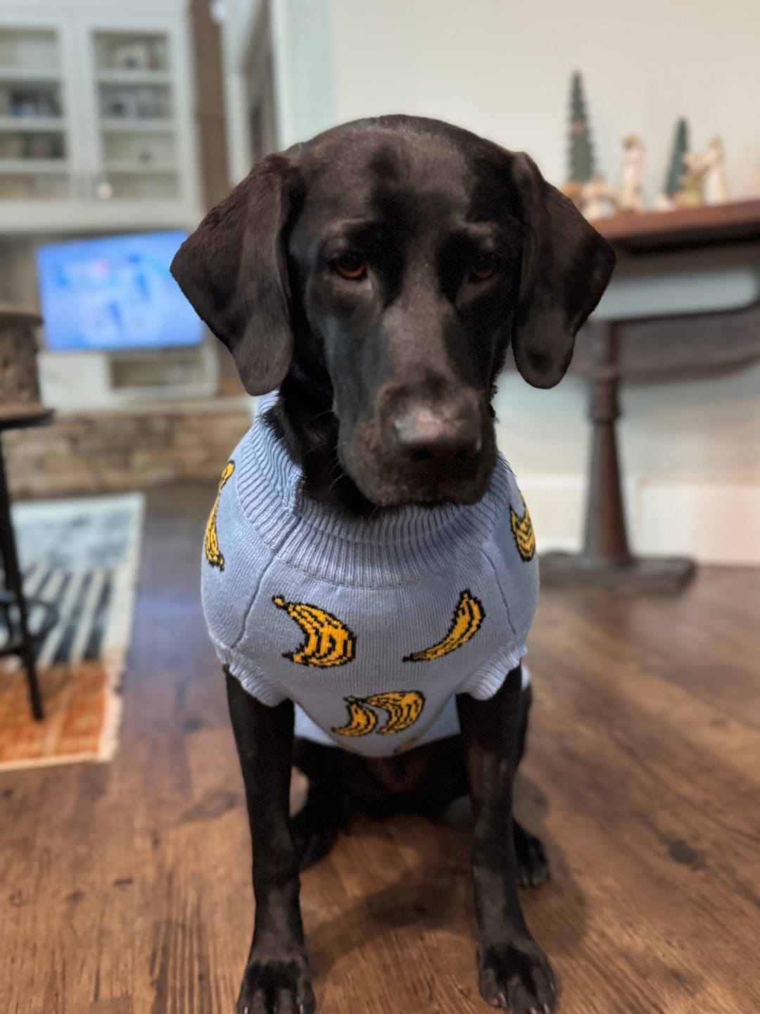Customer photo review of Banana Knit Dog Sweater