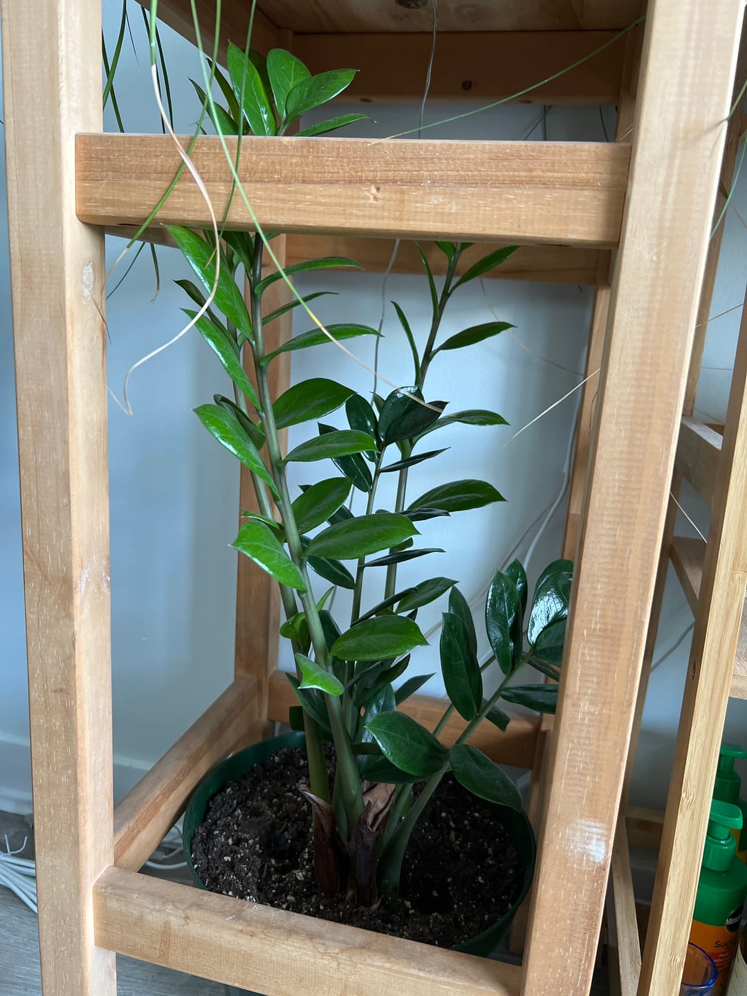 Customer photo review of Kelpy Food for Plants