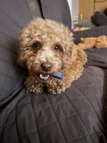 Reviewer's cute dog with curly fur, enjoying a yak chew on the couch.