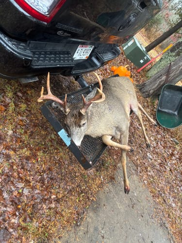 Customer photo review of Mast Magnet - Deer Attractant