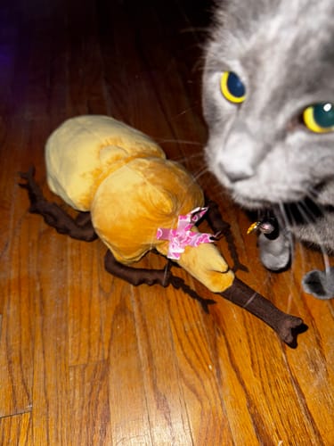 Customer photo review of Realistic Elephant Beetle Plush – Soft, Lifelike, and Perfect for Insect Collectors