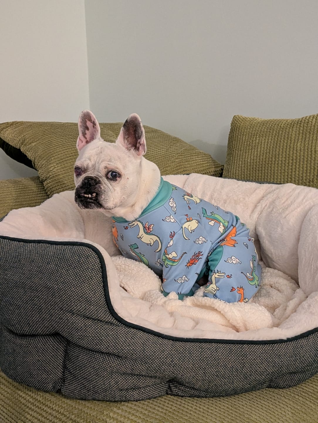 Customer photo review of Dog Pajama - Dragons