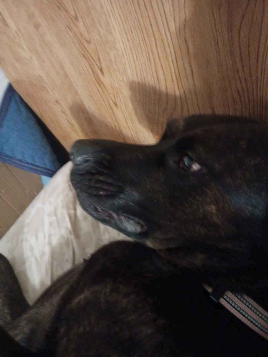 Customer photo review of 6 Inch Trachea Wrapped in Jerky