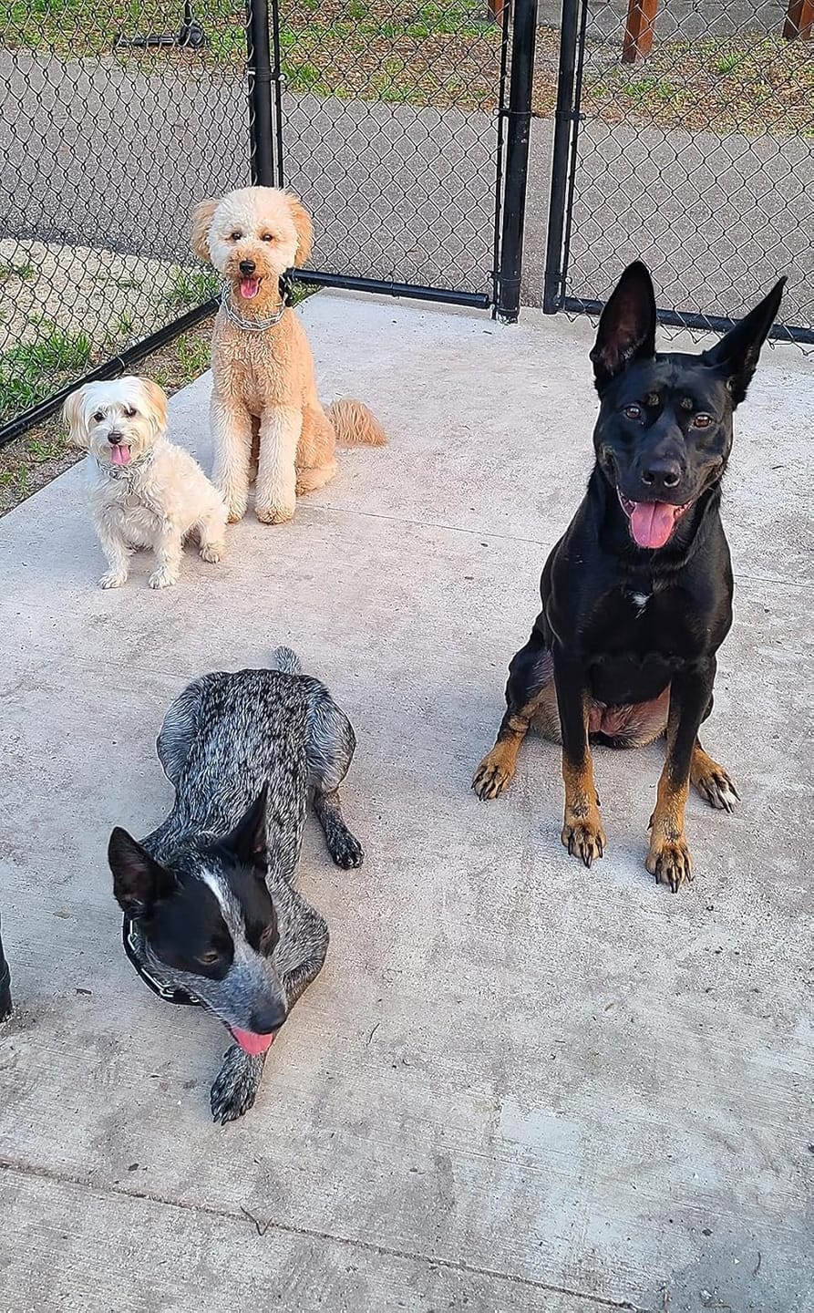 Customer photo review of Yard Odor Eliminator