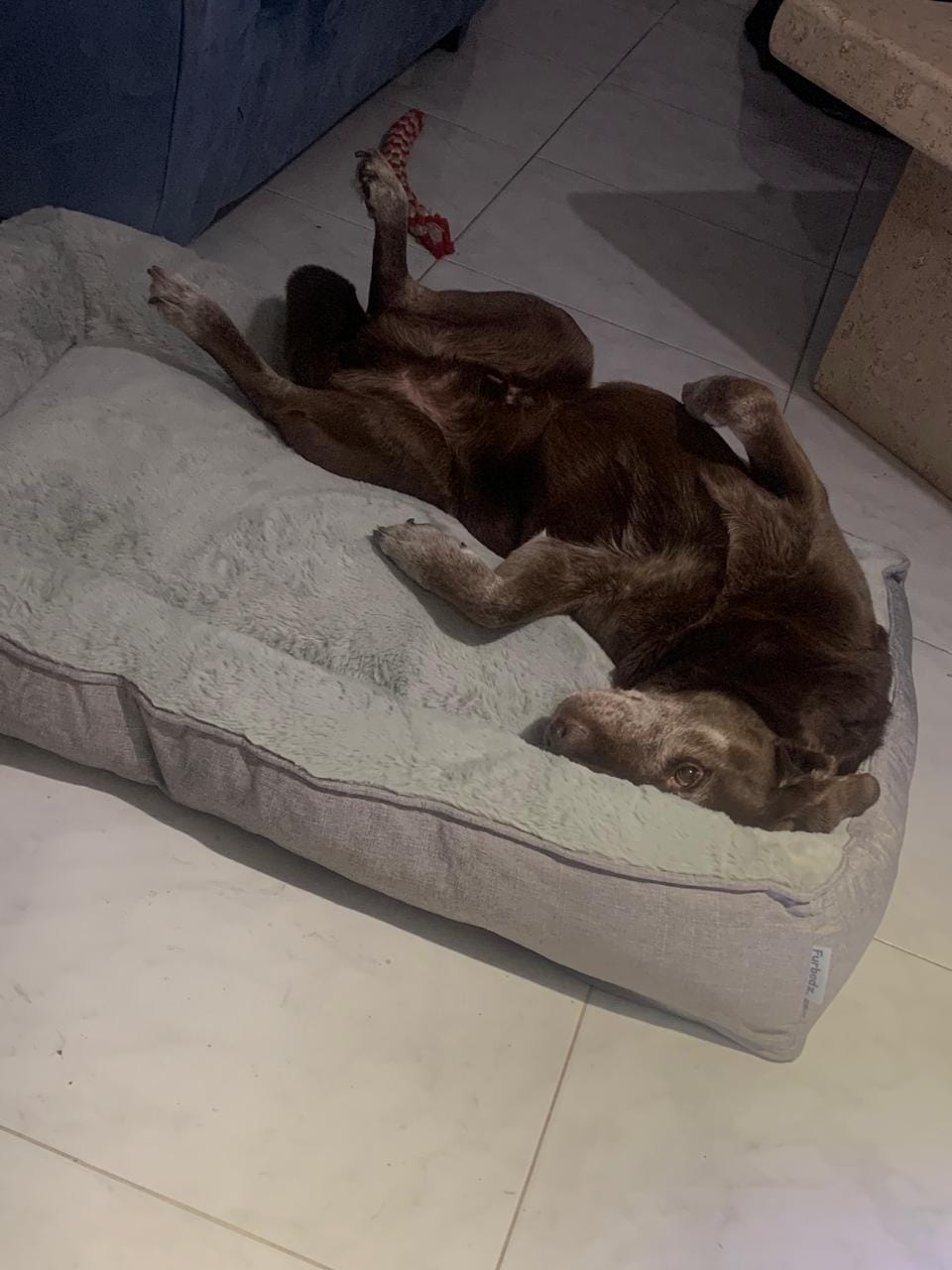 Customer photo review of Cama Sofá para Perros