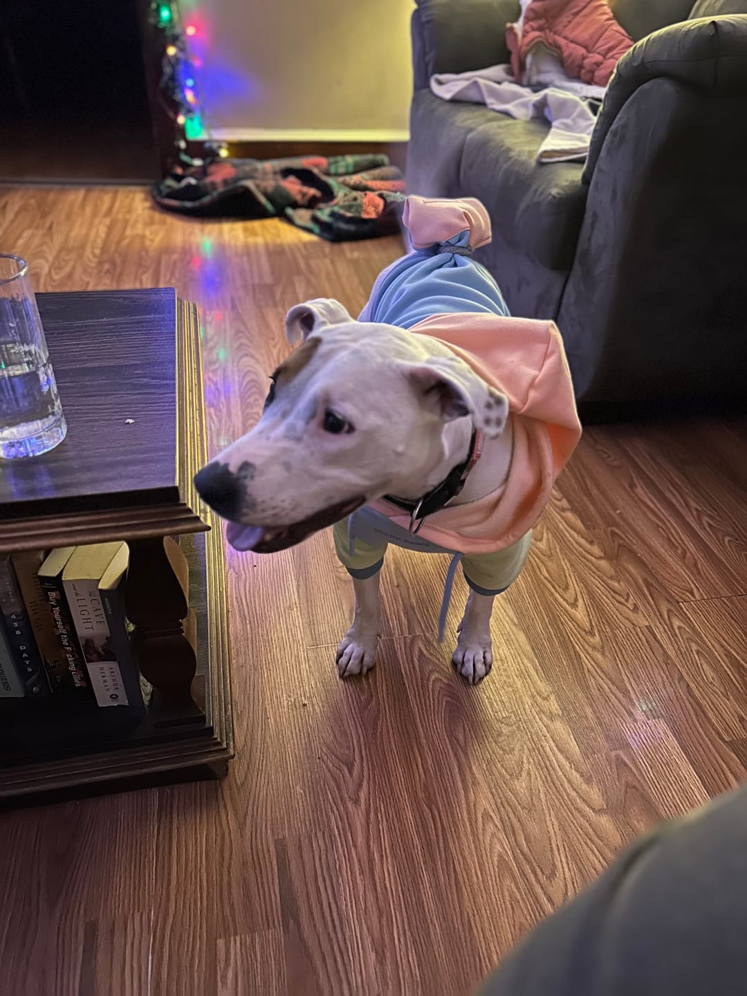 Customer photo review of Jelly Bean Dog Hoodie