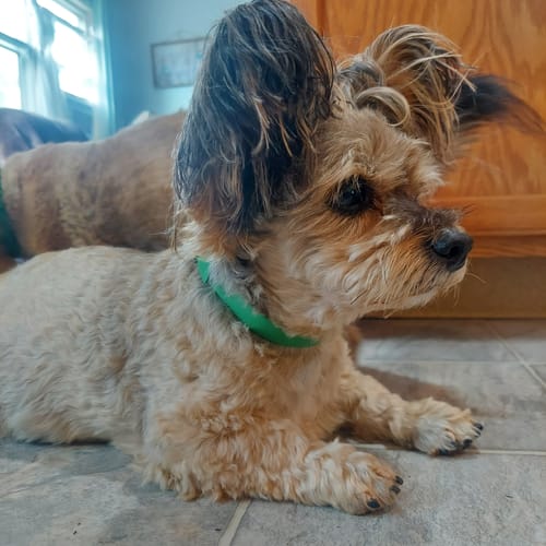 Customer photo review of DE-01 Dental Dogbiotic