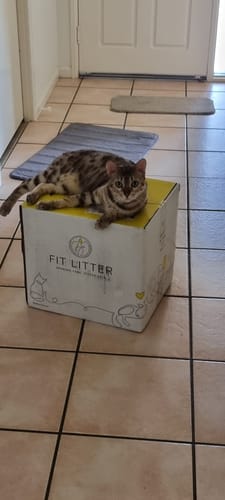 Customer photo review of 3 Month Supply - 2 Cats