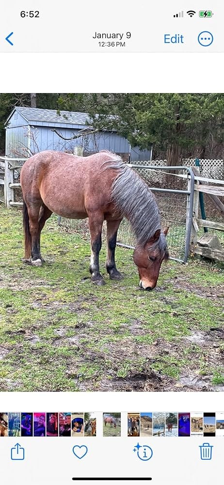 Customer photo review of Coat Guard Rx™ - Daily Preventative Powder for Horses