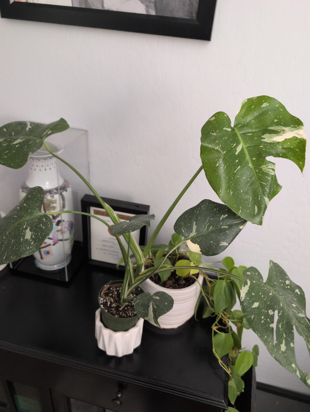 Customer photo review of Monstera deliciosa 'Thai Constellation'