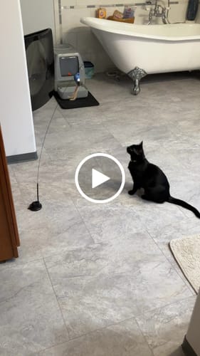 Customer video review of Interactive Bird Simulation Cat Toy Set