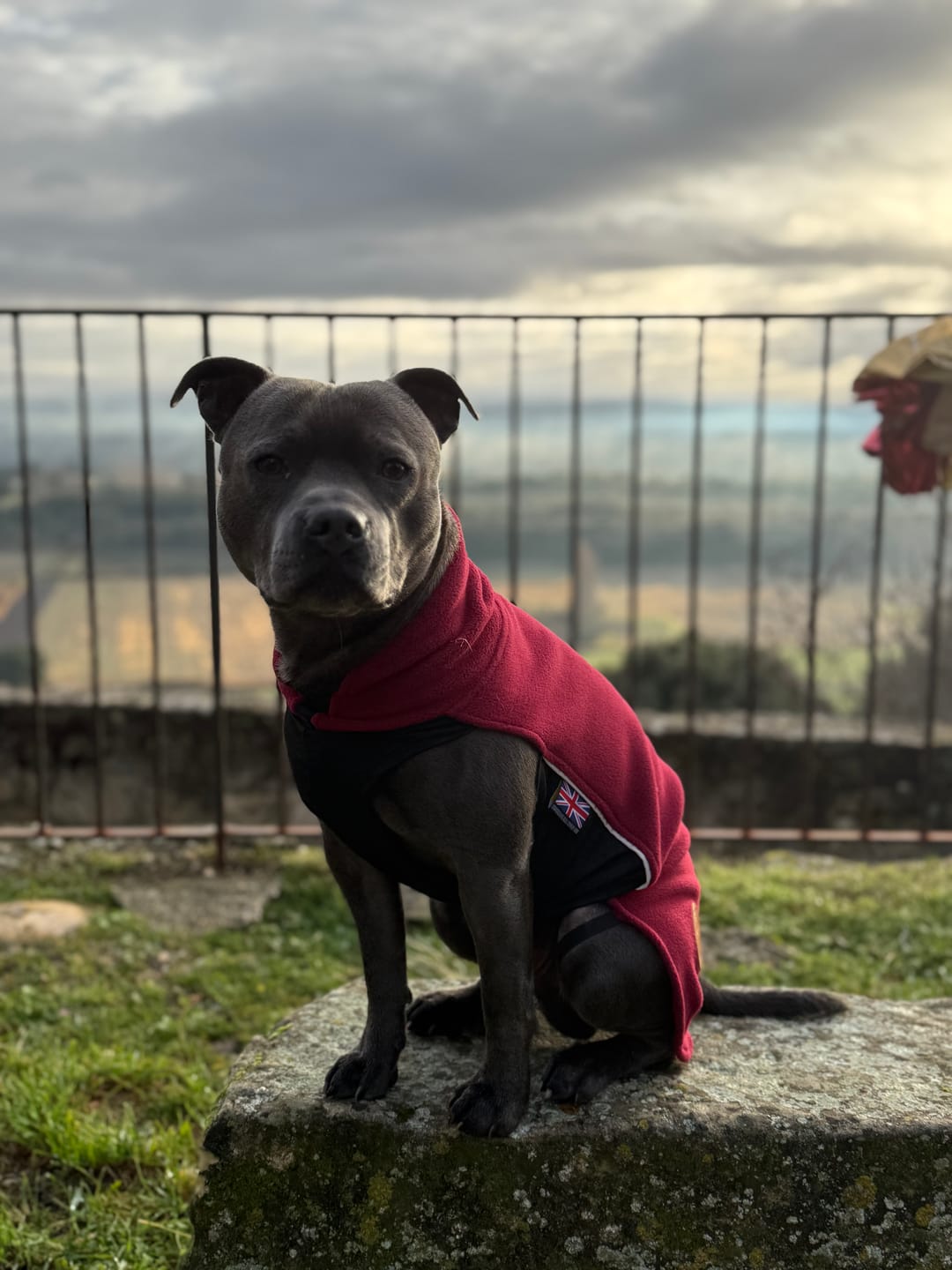 Customer photo review of Staffordshire Bull Terrier 1935® Fleece Coat - Burgundy