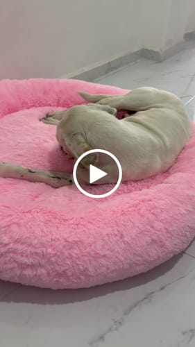 Customer video review of Cama Antiestrés para Perros