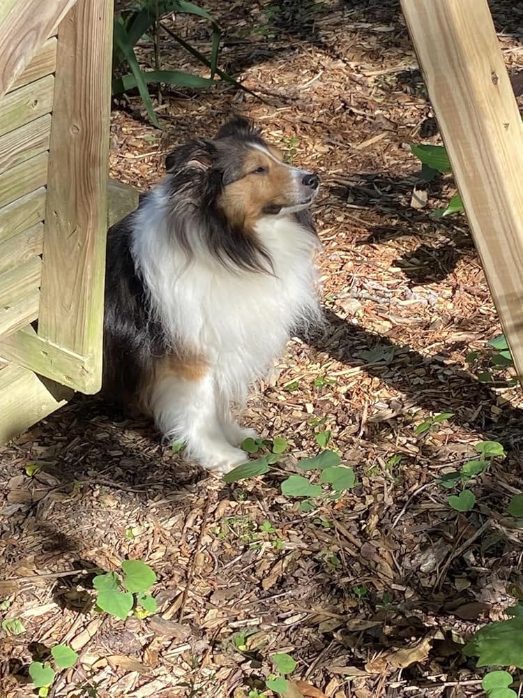 Customer photo review of Coat Guard Dry Shampoo for Dogs and Cats