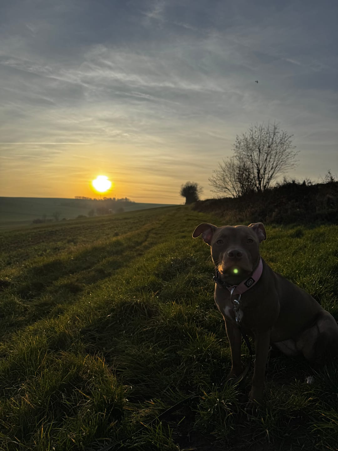 Customer photo review of 5cm Combat® Collar | NO Handle & Secure Clip - Pink