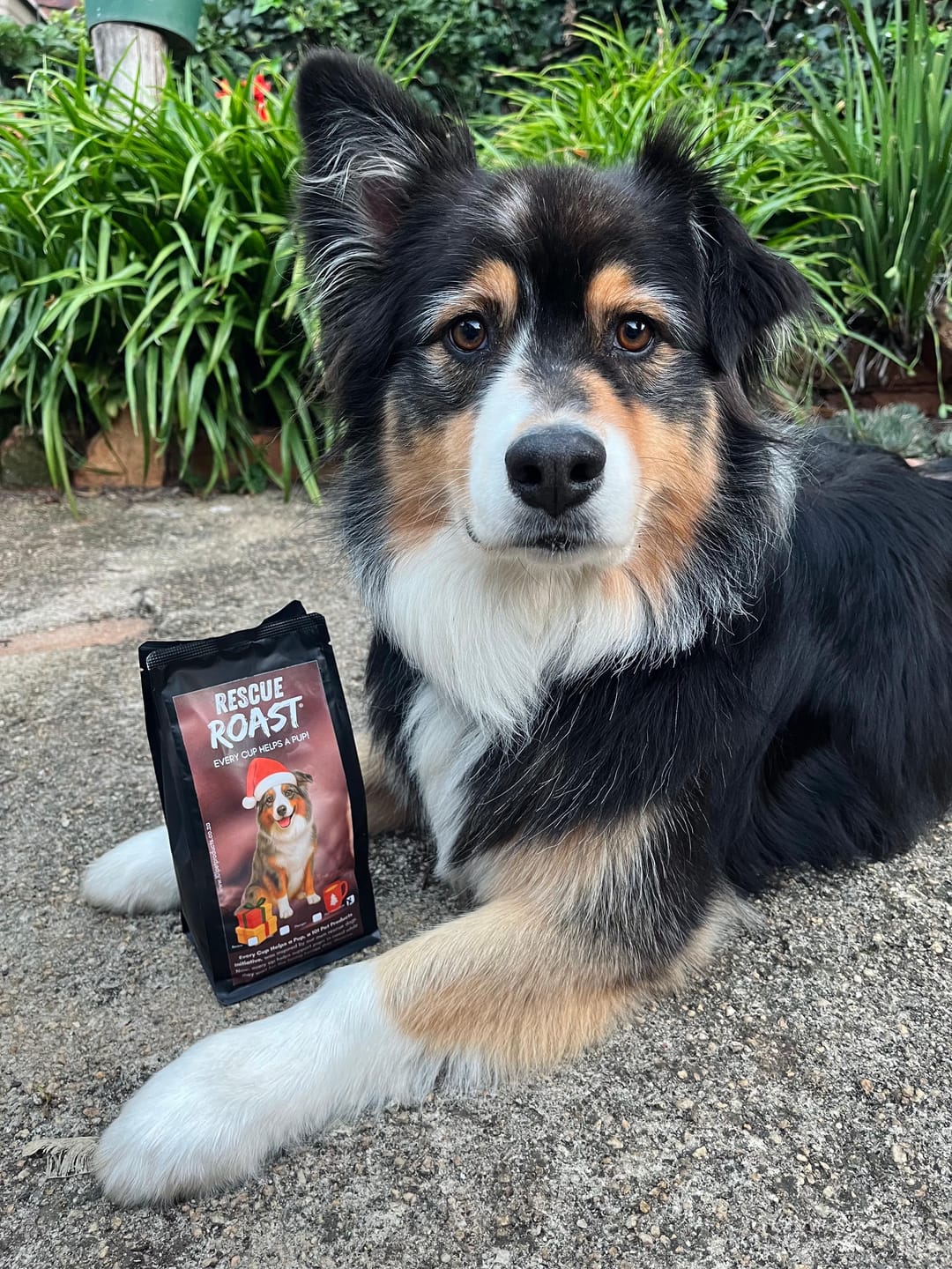Customer photo review of Australian Shepherd - Christmas Edition (A)