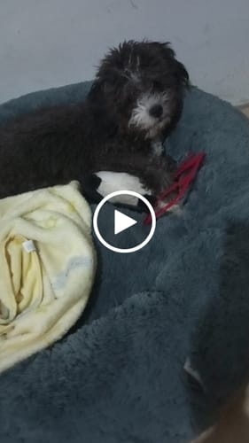 Customer video review of Cama Antiestrés para Perros