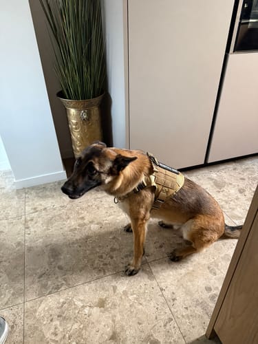 Customer photo review of Harnais tactique chien K9 - TactiK9 Pro : polyvalent et durable