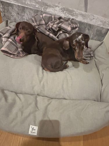 Customer photo review of Divanetto Mattias Ardesia (Soft Touch)