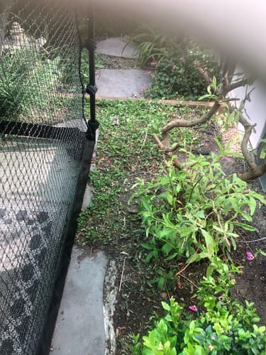 Customer photo review of 3 Month Supply - 1 Cat