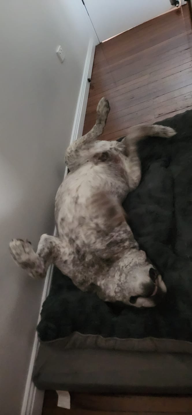 Customer photo review of Dog Memory Foam Mattress