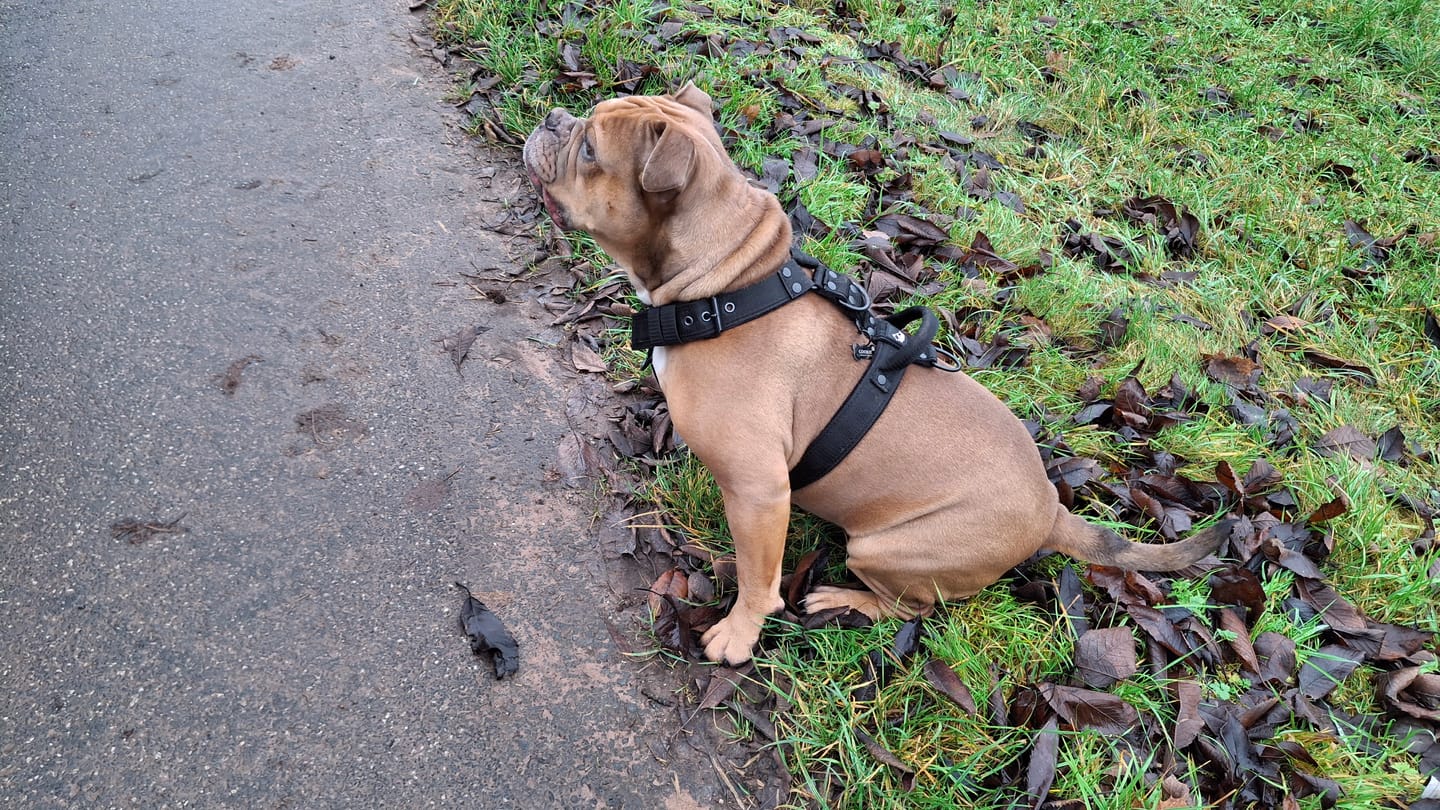 Customer photo review of Easy Walk Black Edition Svart - Sele med handtag