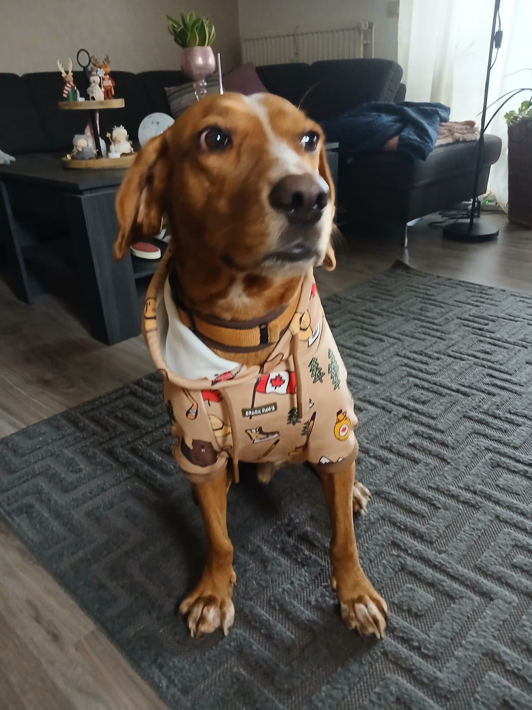 Customer photo review of Canada Dog Hoodie
