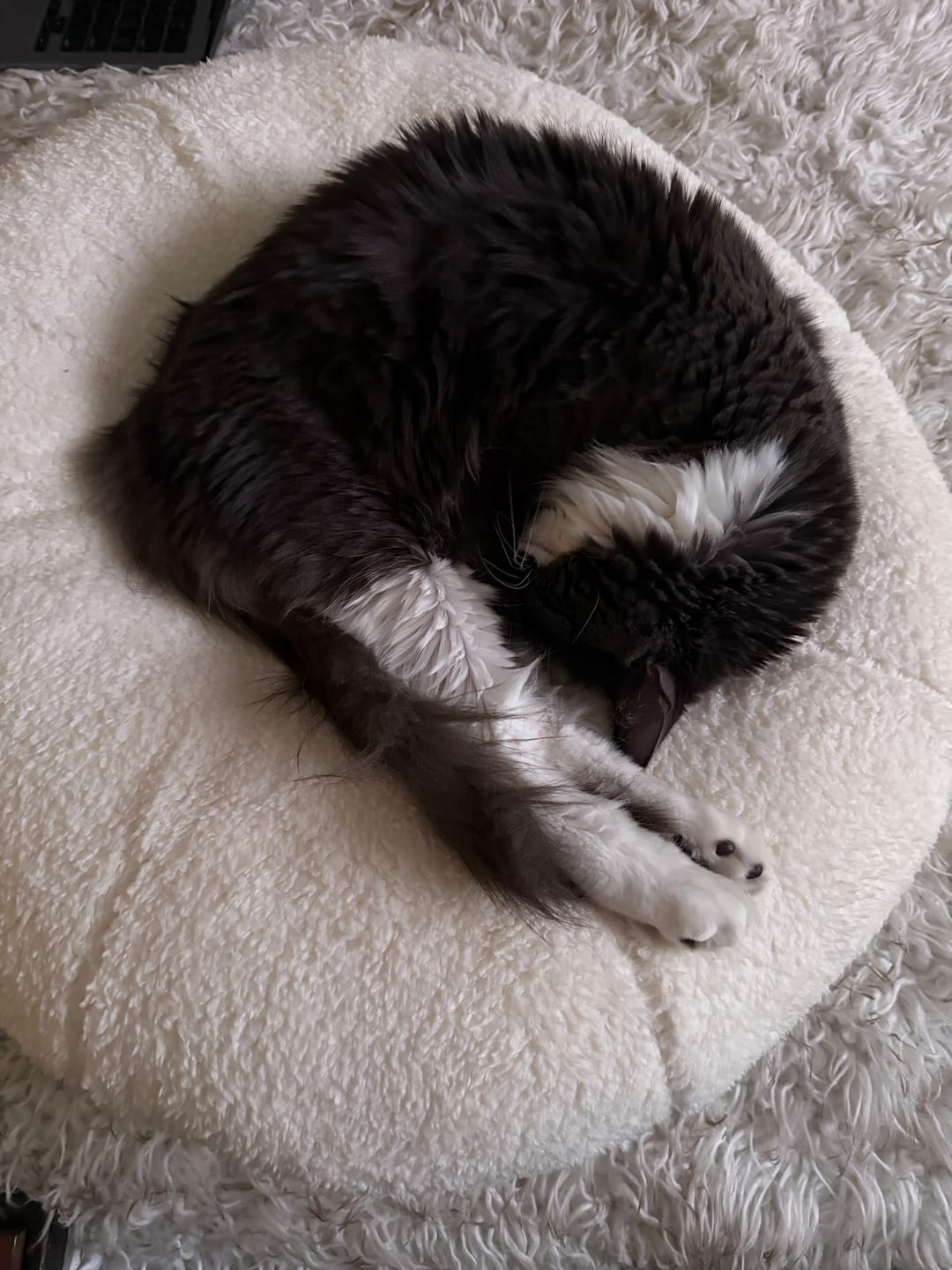 Customer photo review of Marshmallow Pudding Bed