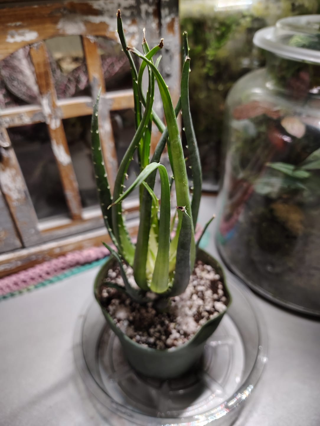 Customer photo review of Aloe ‘Solar Flare’