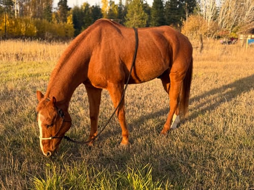 Customer's brown horse, mentioned in their Osteo-MAX review, grazing peacefully in a field.