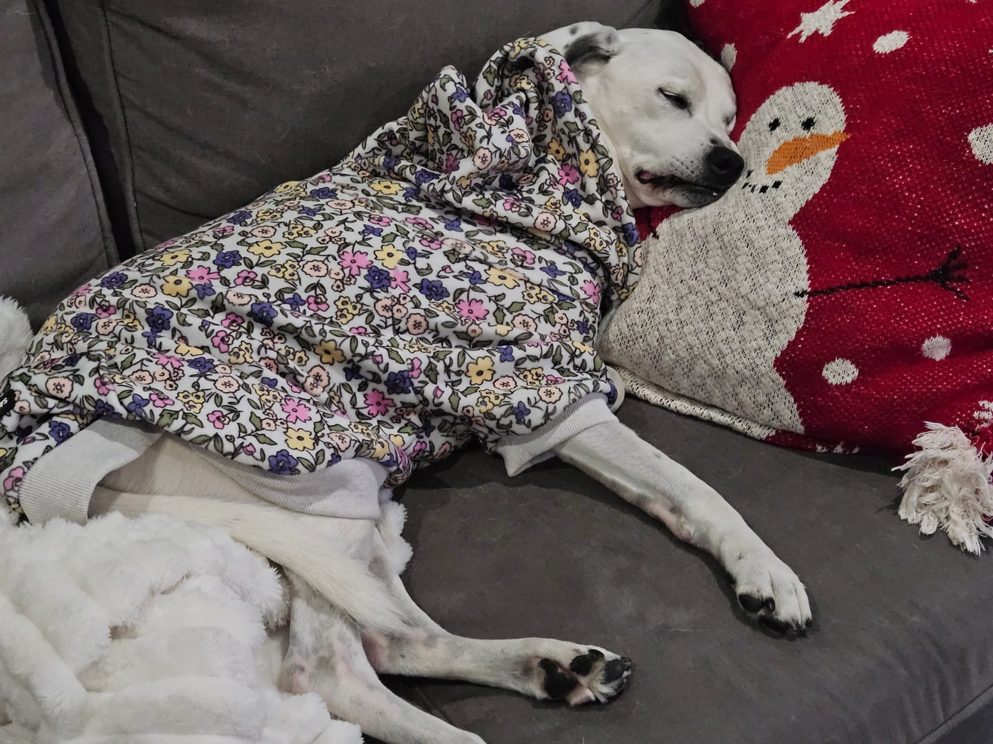 Customer photo review of Vintage Flower Dog Hoodie - Light Grey