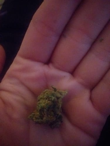 Customer holding a single, green bud of California Love THCA Flower in their palm.