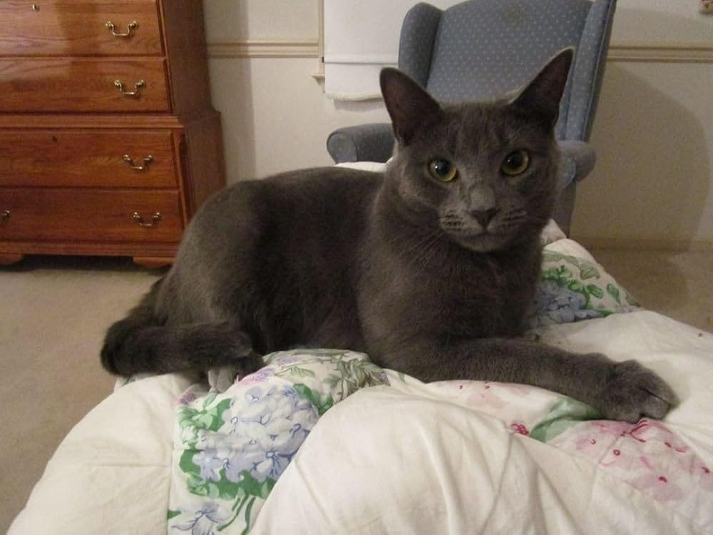 Customer photo review of Calming and Nervousness Support for Dogs and Cats