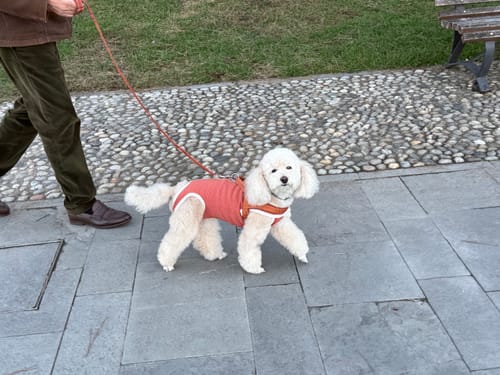 Customer photo review of Body post-operatorio