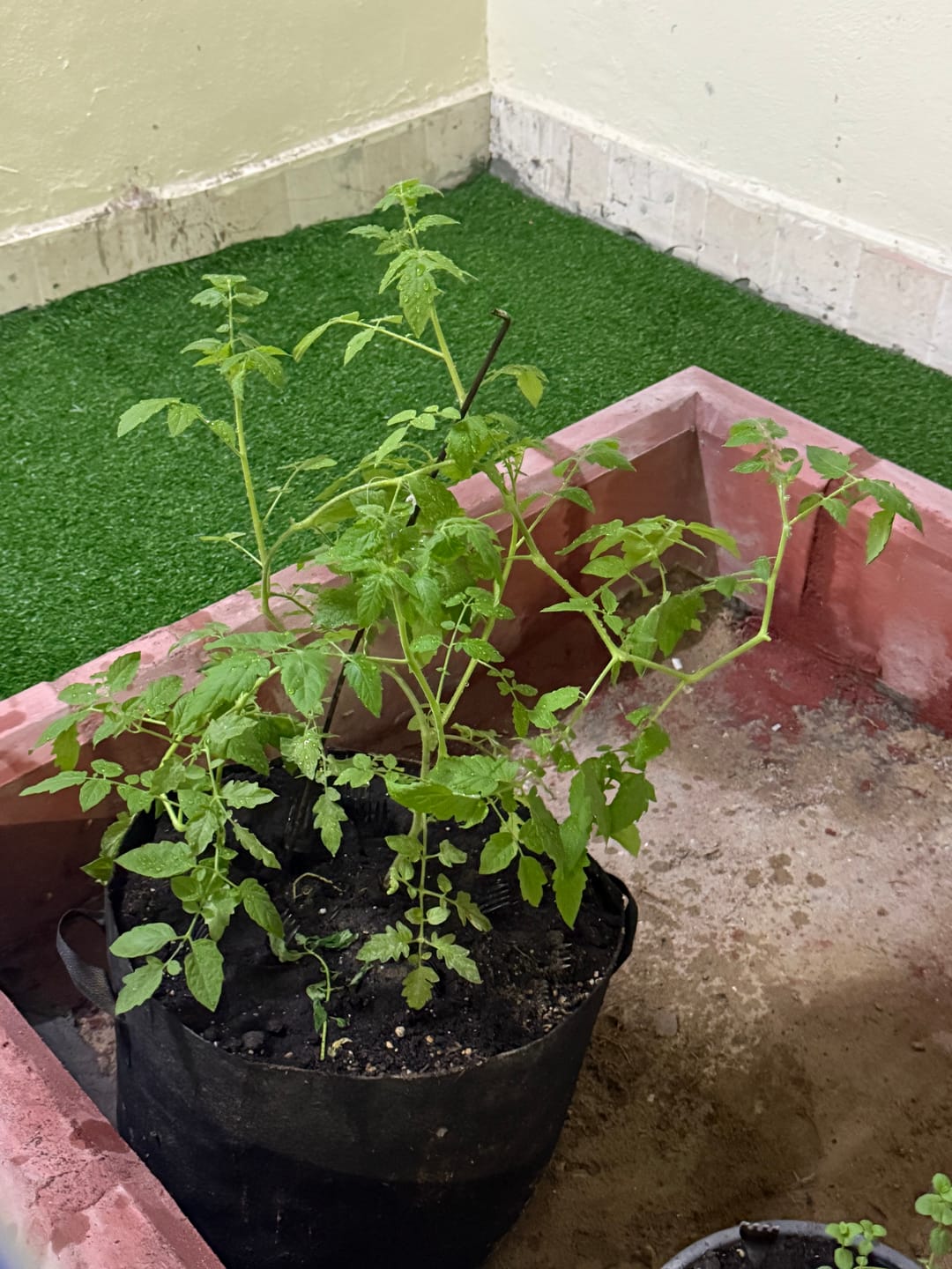 Customer photo review of Tomato Golden Nugget Plant