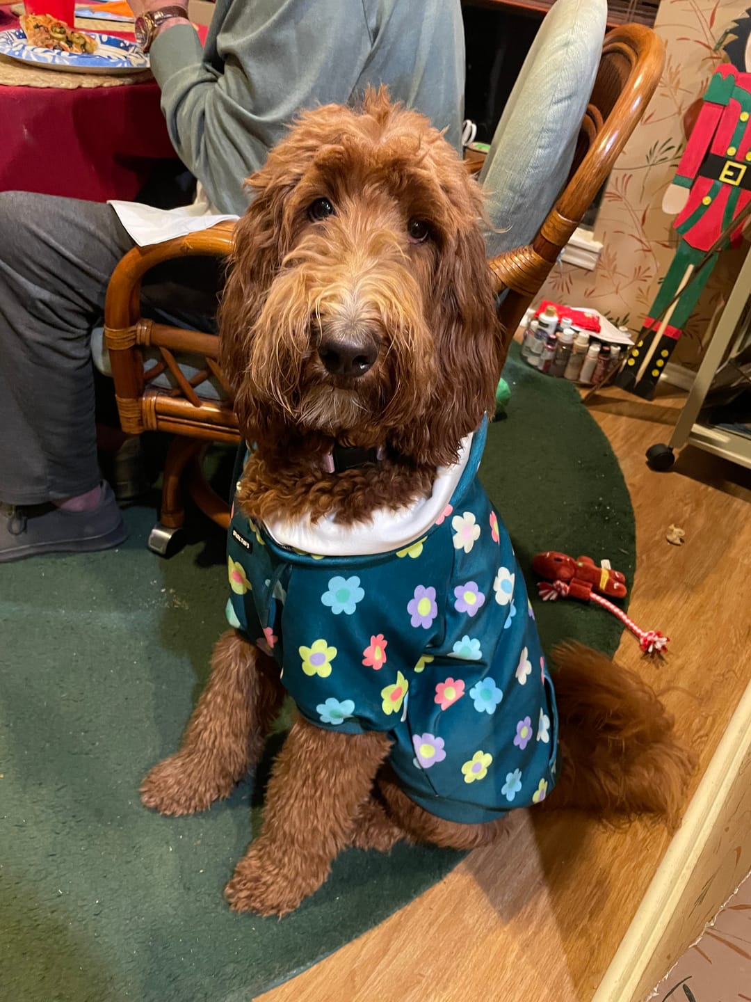 Customer photo review of Daisy Dog Hoodie - Green