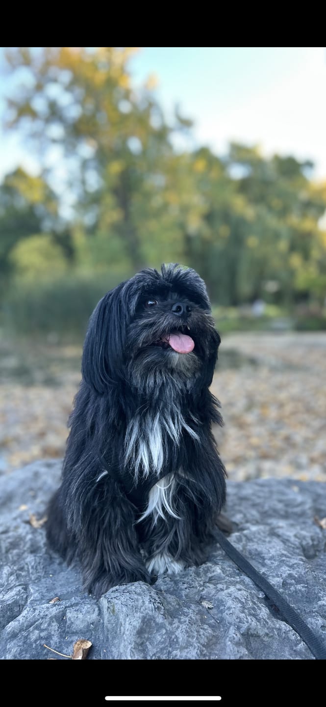 Customer photo review of Butcher's Pup - Saucisse pour chien 1 lbs
