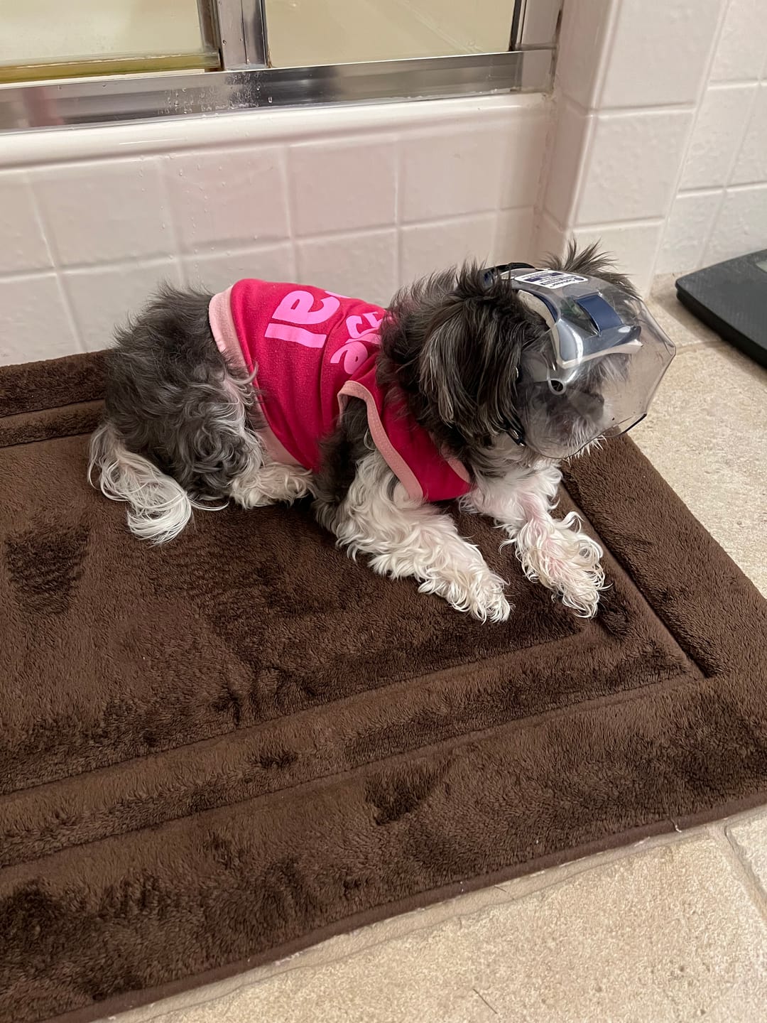 Customer photo review of OptiVizor - Short Snout Version - Clear UV Tint