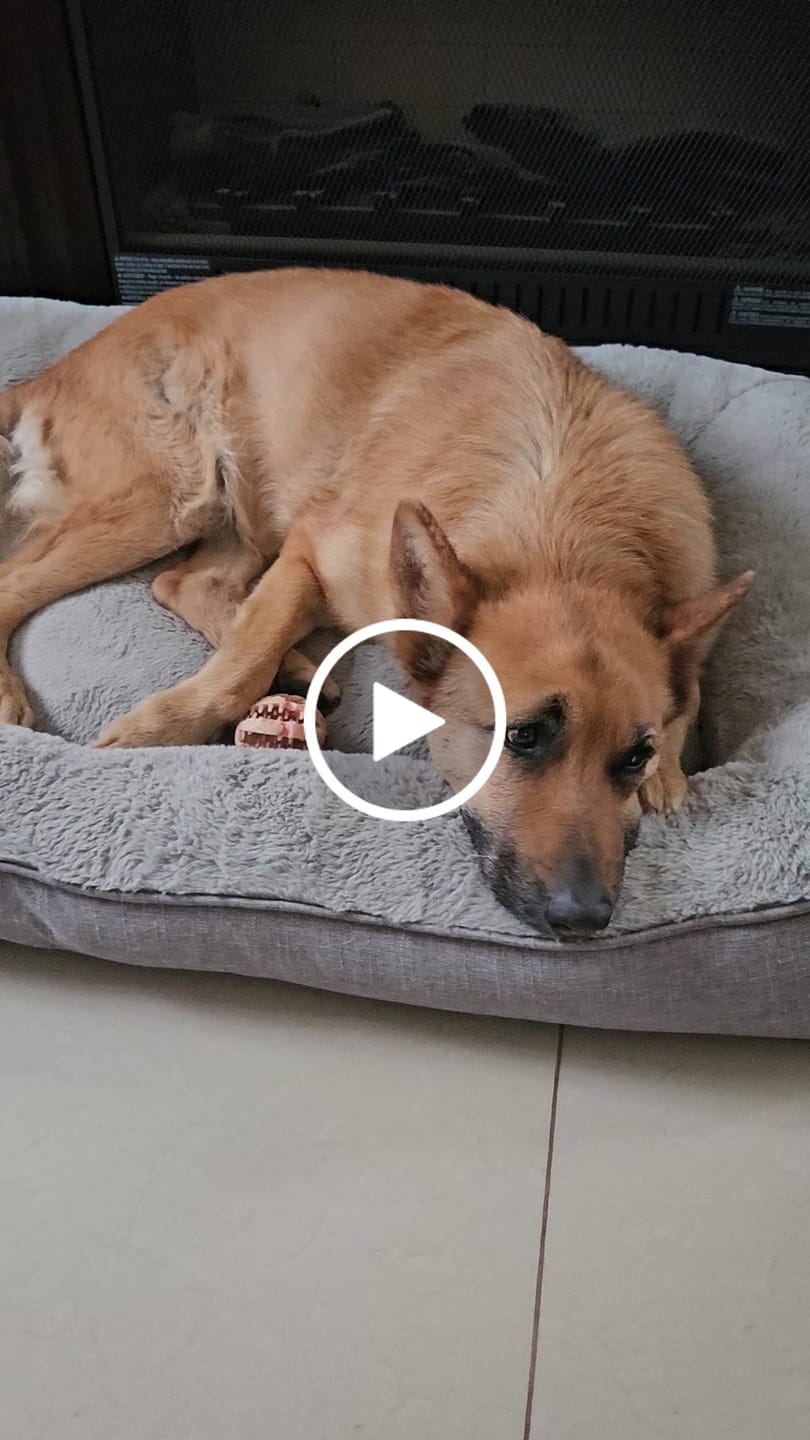 Customer video review of Cama Sofá para Perros