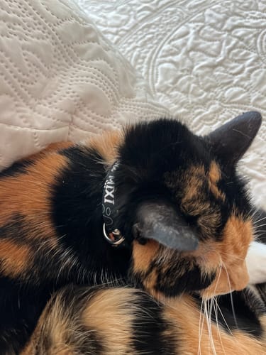 Customer photo review of Collar personalizado para Mascota: Huellitas