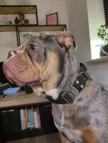 Customer photo review of Extreme Silver Buckle Svart - Starkt och säkert halsband