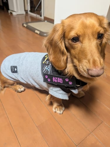 Customer photo review of FunFunPet 高機能ハーネス（お名前タグ作成サービス付き）